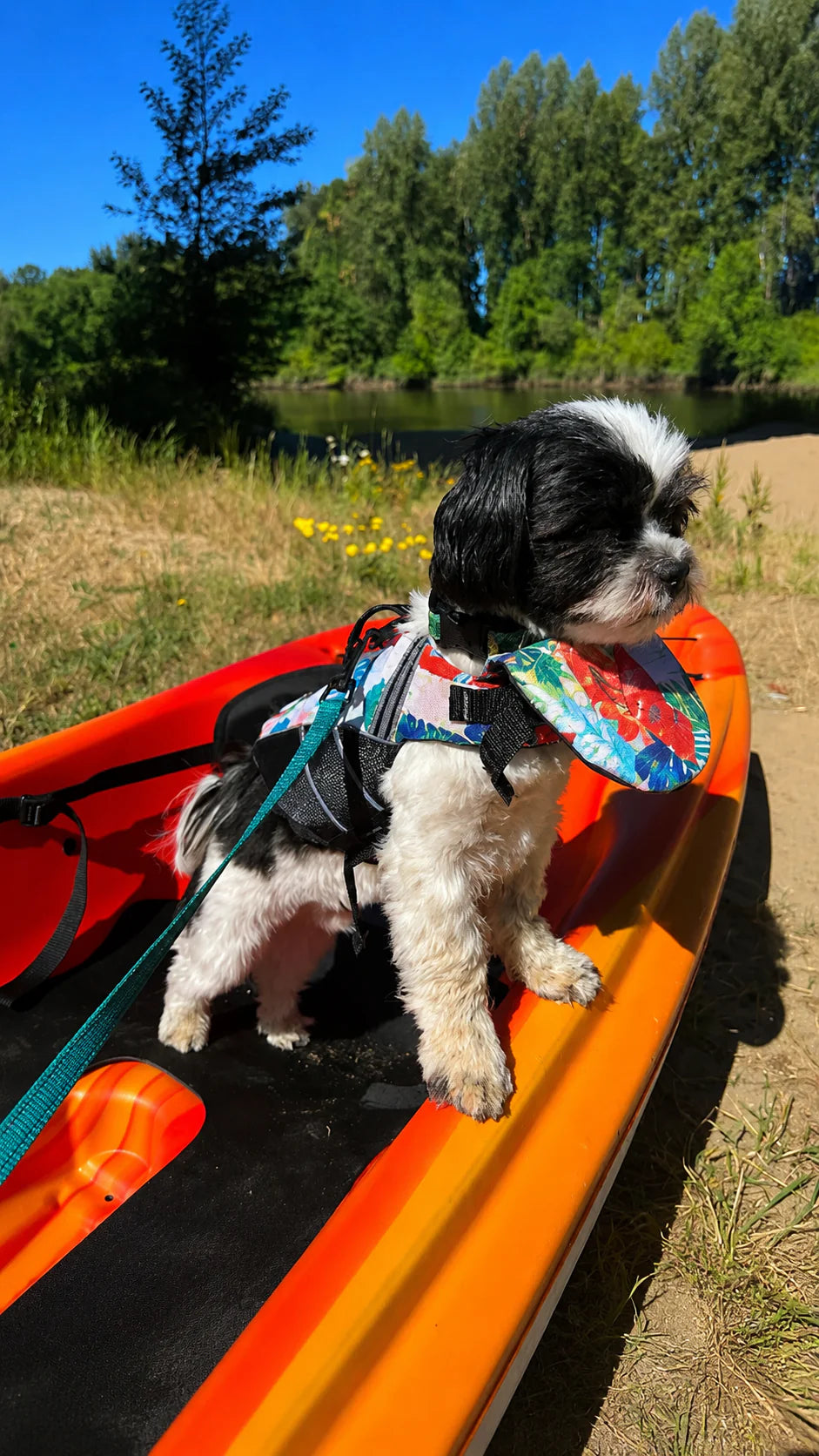 Shih tzu wearing a Float Club vest
