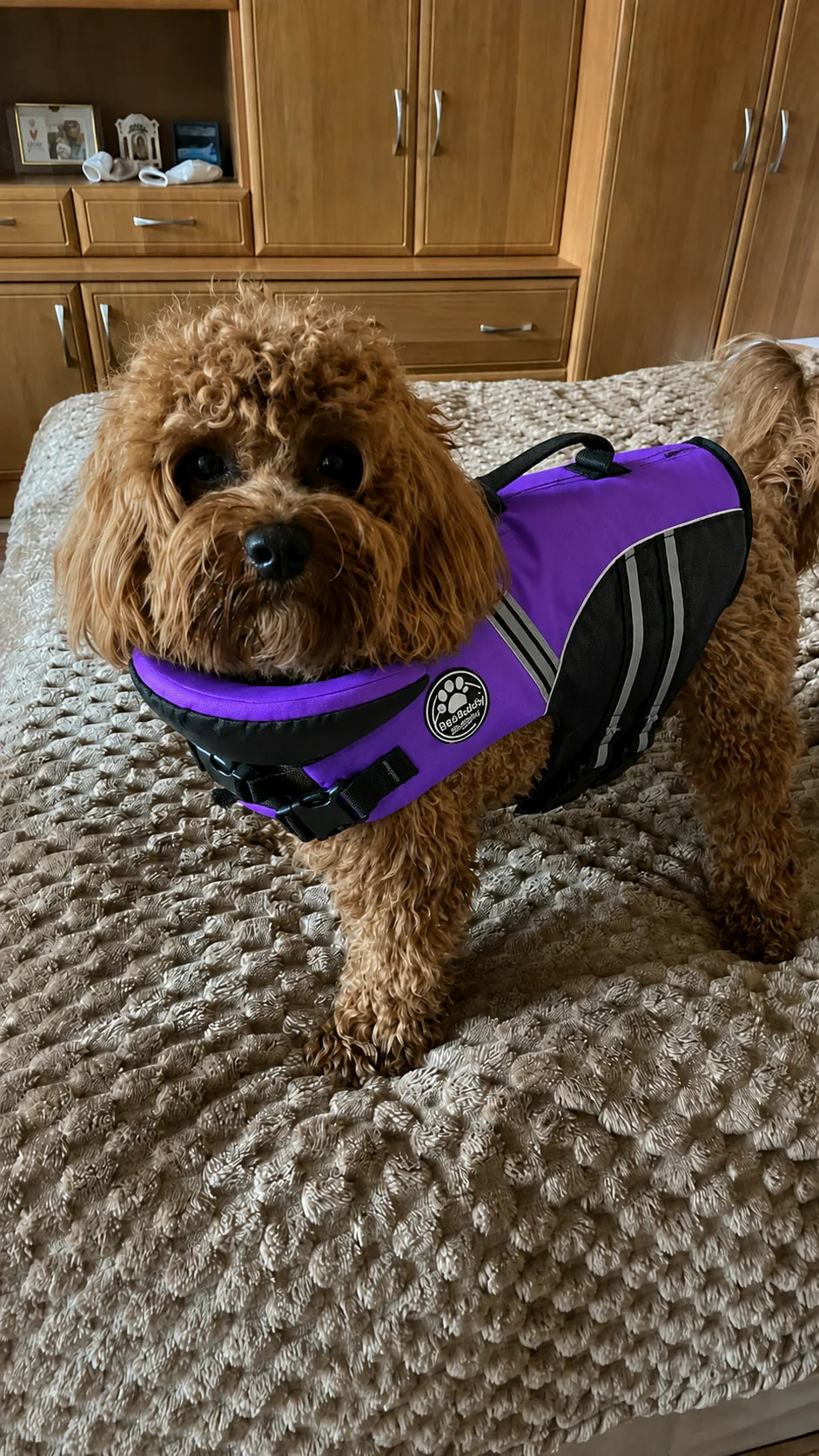 Cavapoo wearing a Float Club vest