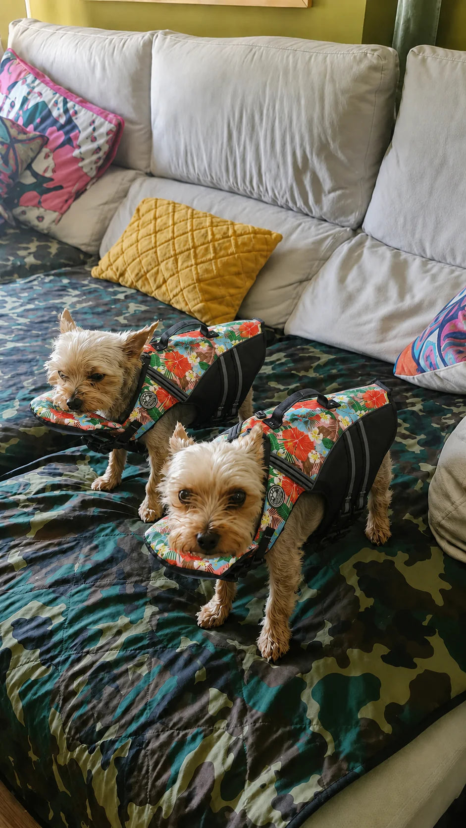 Two Yorkshire terriers wearing Float Club vests